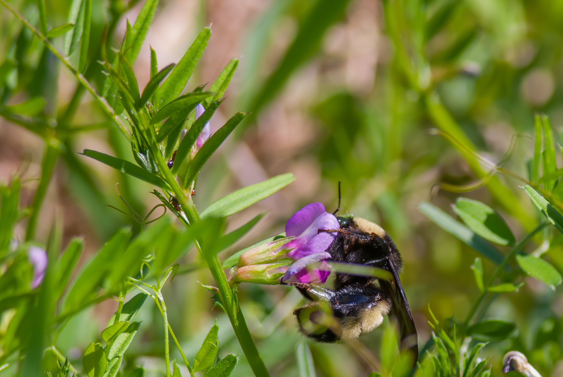 Golden Northern Bumblebee (Bombus fervidus)