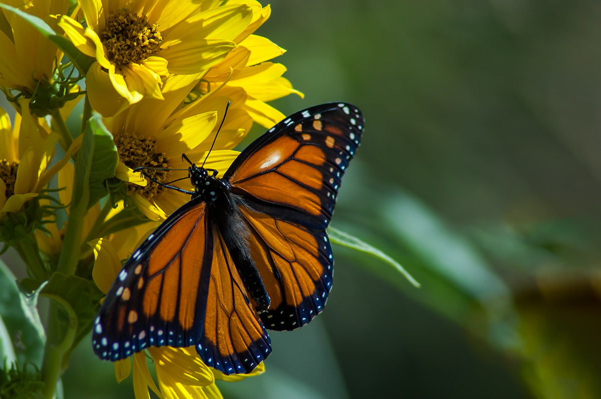 Wildeyes Images Butterflies of Oklahoma