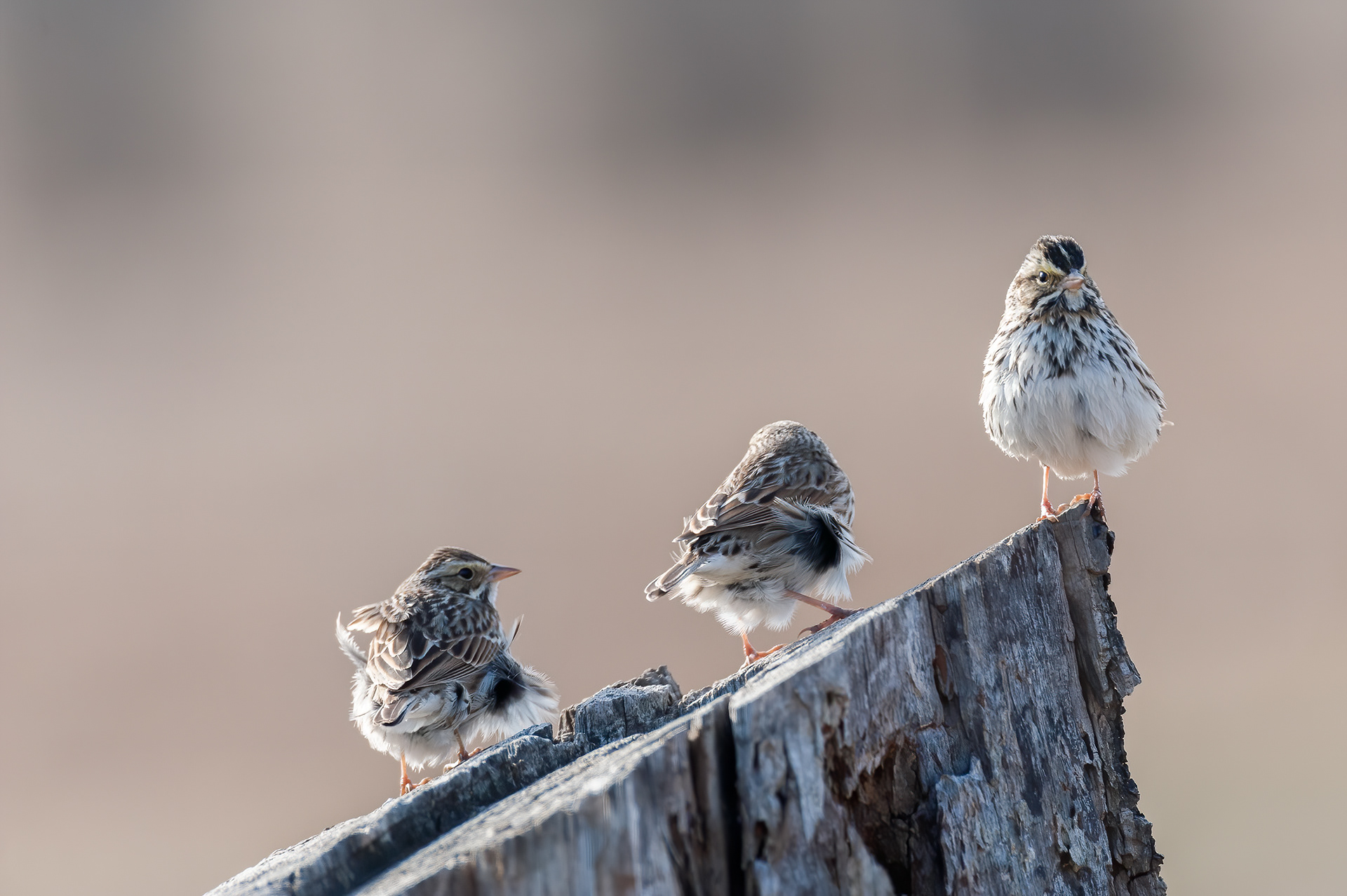 Savannah Sparrow (Passerculus sandwichensis)