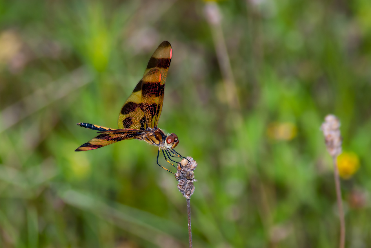 Halloween Pennant Dragonfly