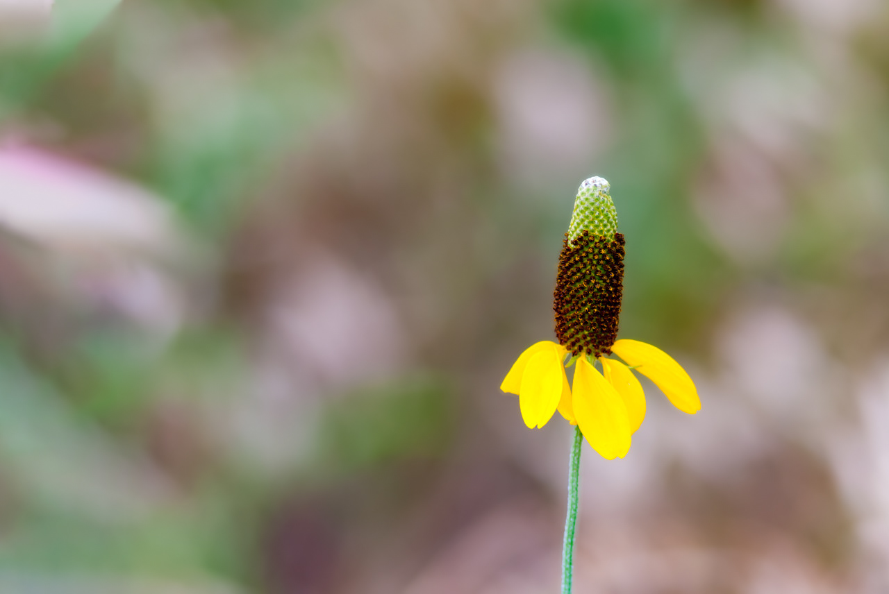 Upright Prairie Cone Flower