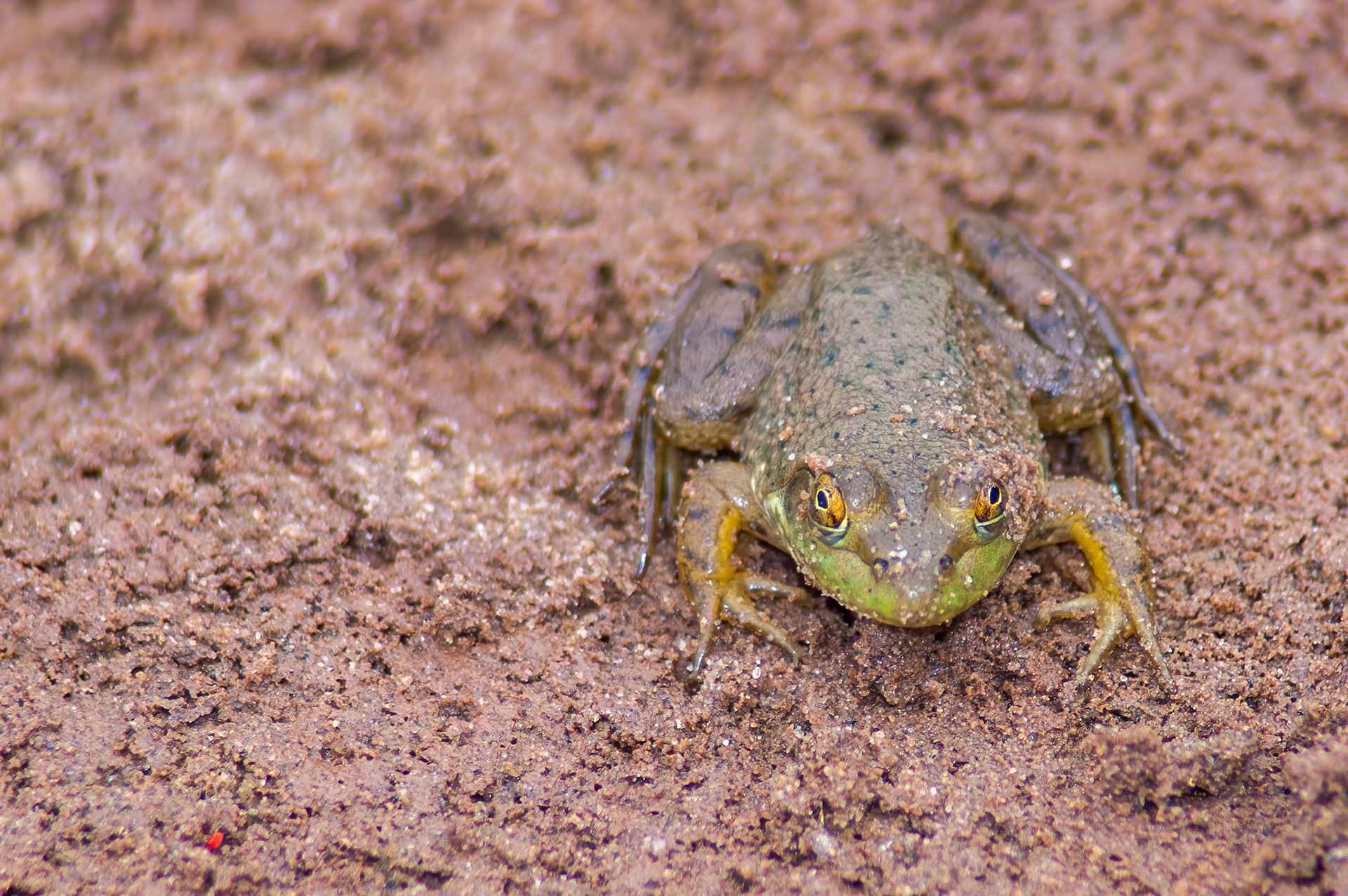 American Bullfrog (Lithobates catesbeianus)Bull Frog (Lithobates catesbeianus)