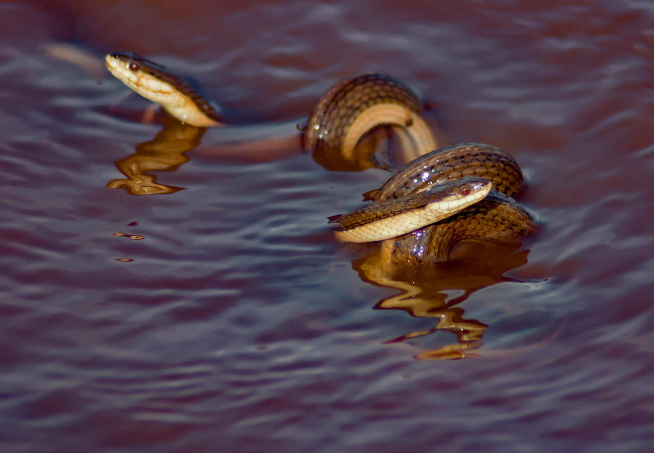 Graham's Crayfish Snakes Mating