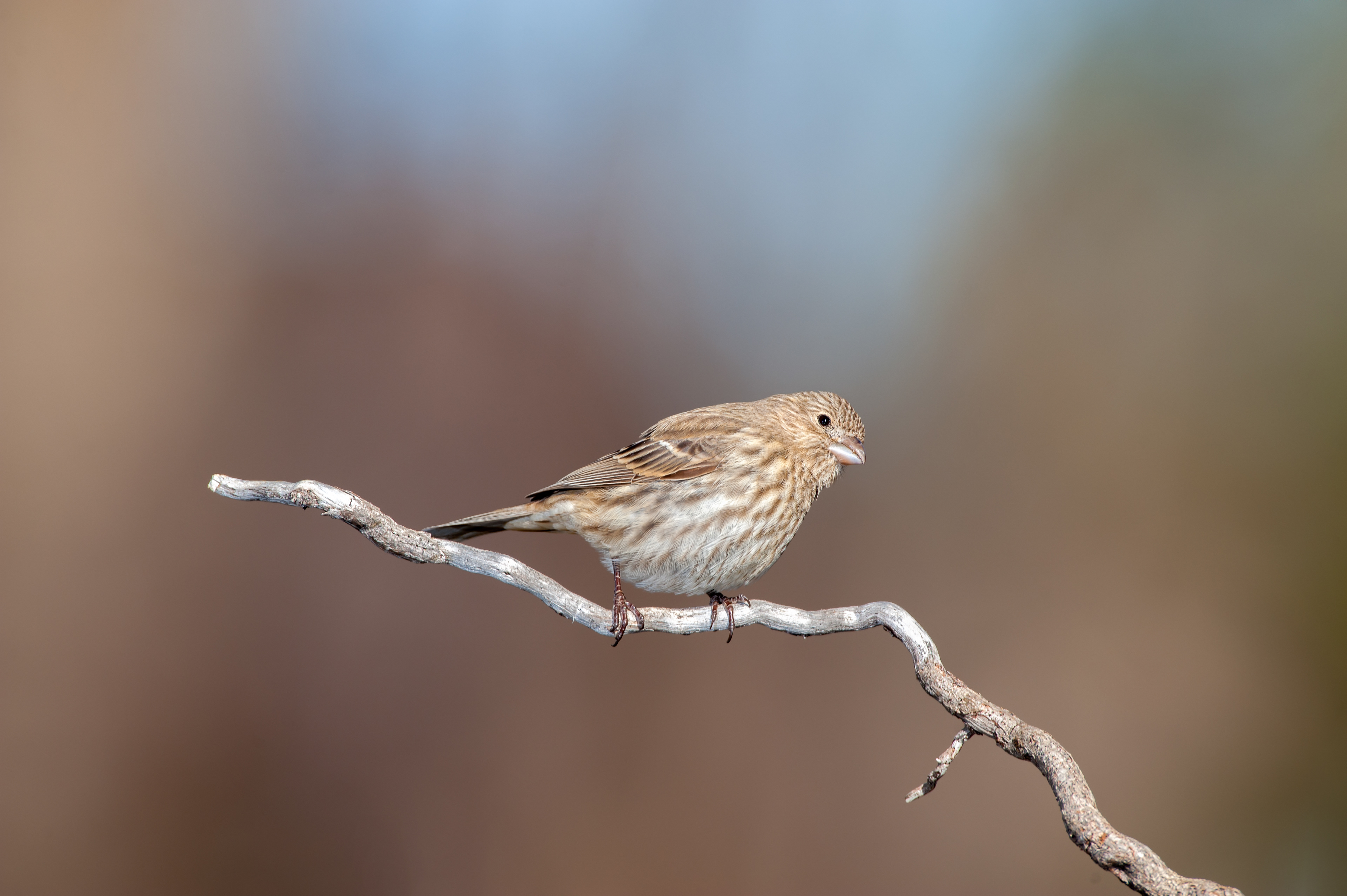 House Finch - Female (Winter)