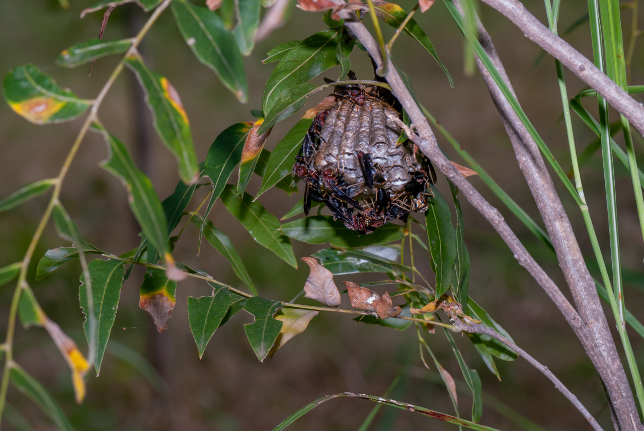 Paper Wasp )Polistes annuals)