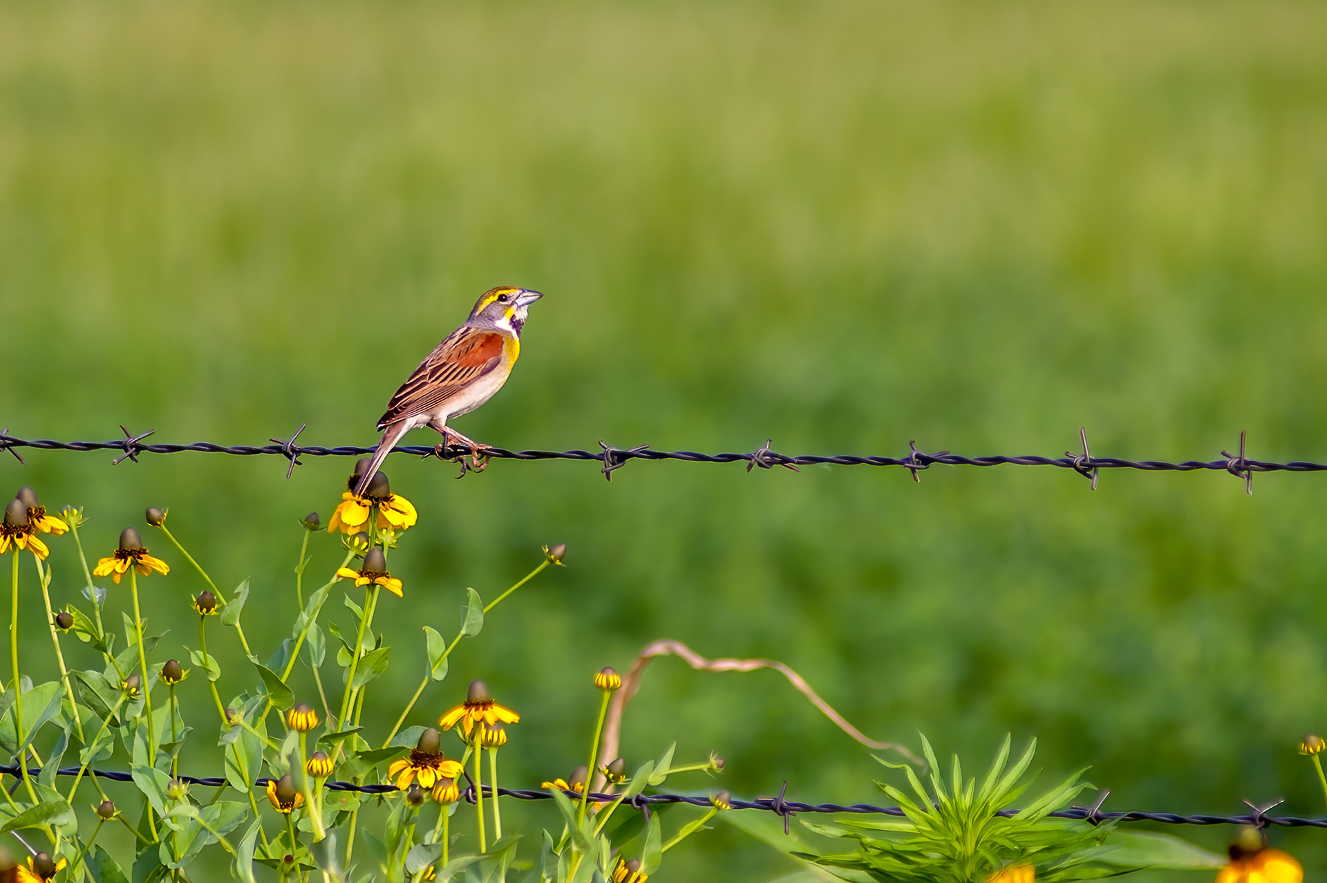 Dickcissel -Male