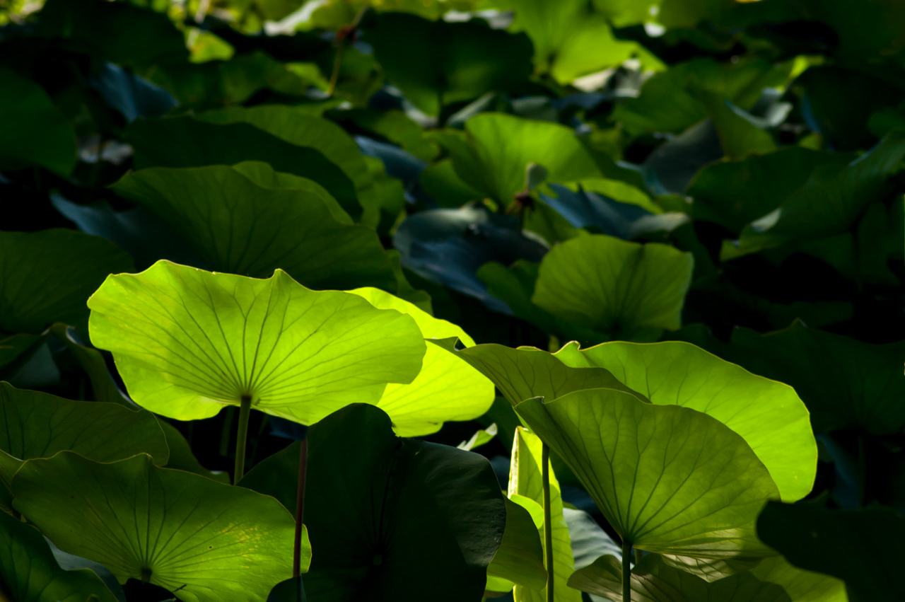 Yellow Lotus