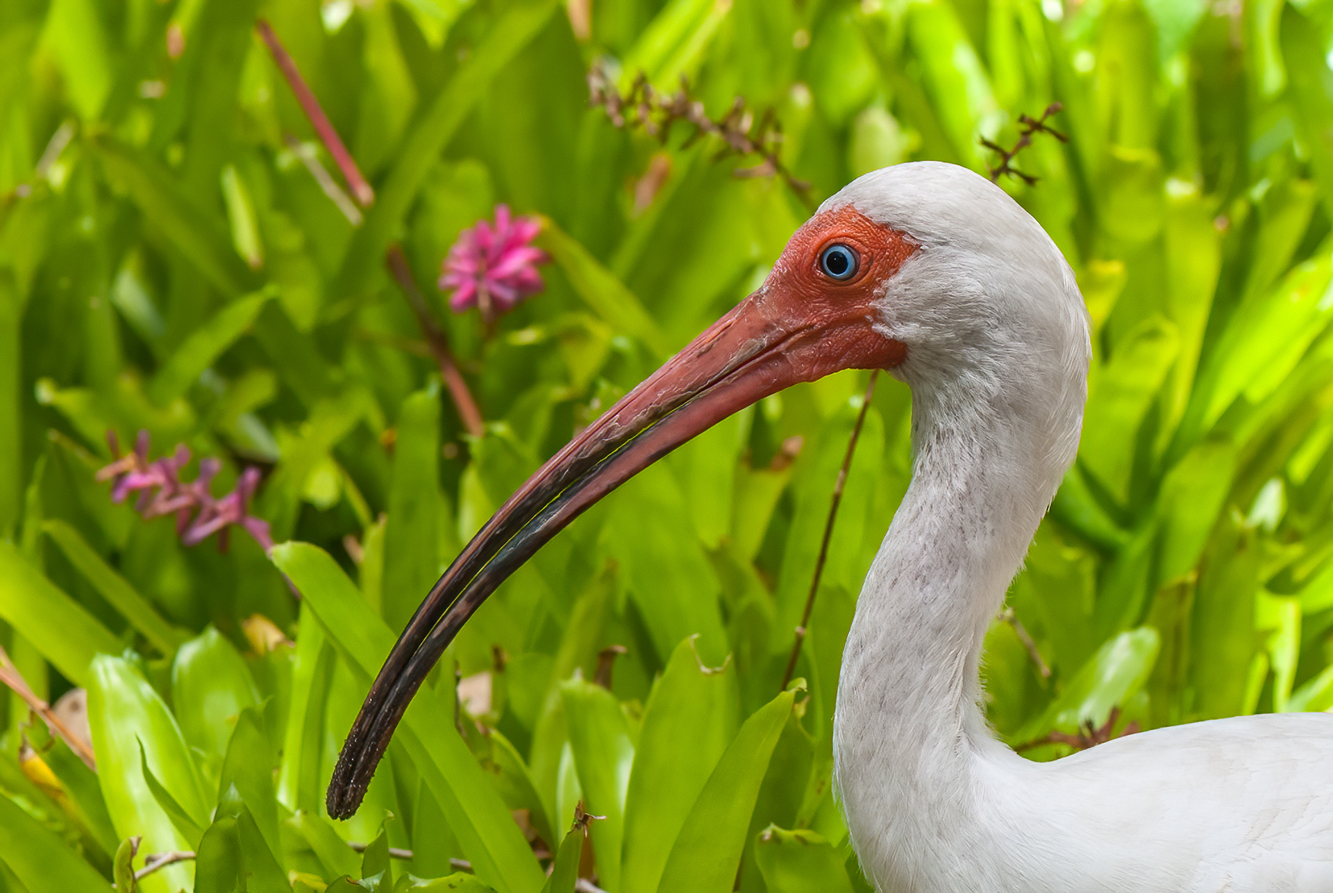 American White Ibis (Eudocimus albus)