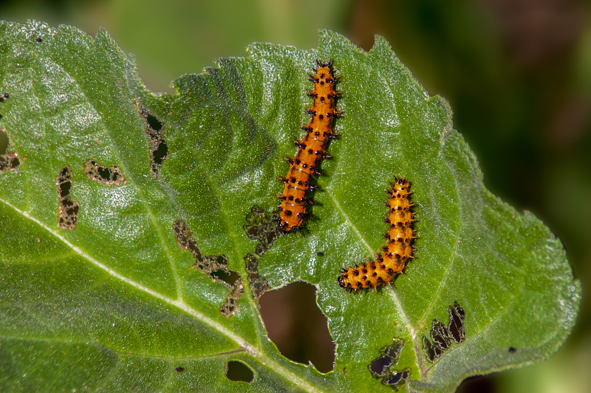Bordered Patch Butterfly Caterpillars