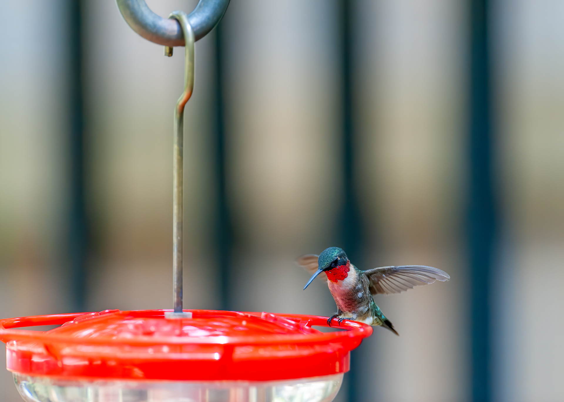 Ruby-throated Hummingbird - Male (Archilochus colubris))