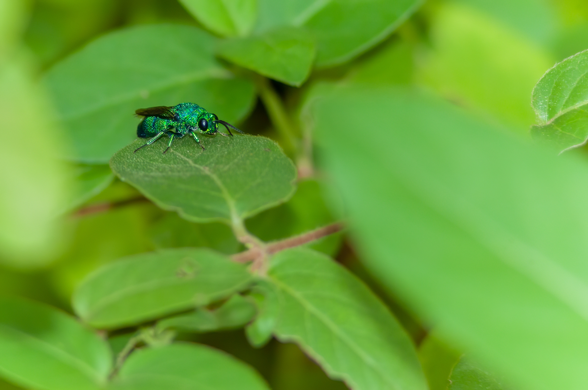 Cuckoo Wasp (Chrysididae)
