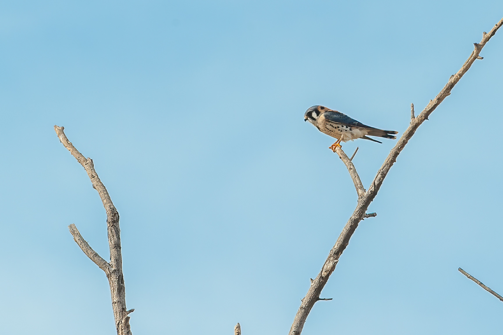 American Kestrel (Falco sparverius) - Male