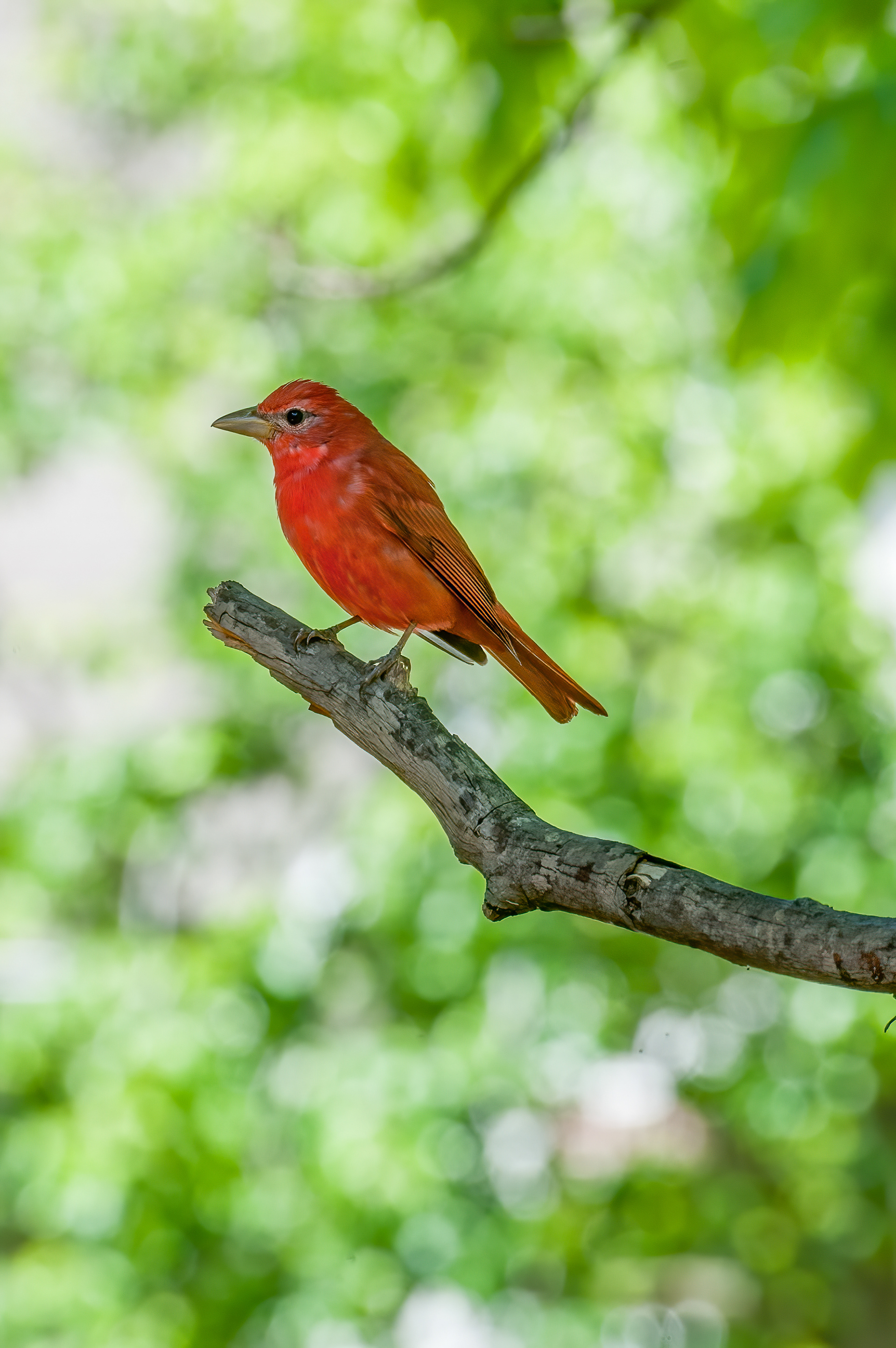 Summer Tanager - Male (Piranga rubra)