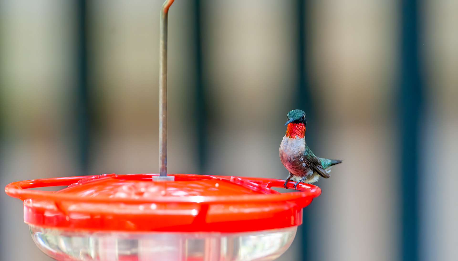 Ruby-throated Hummingbird - Male (Archilochus colubris))