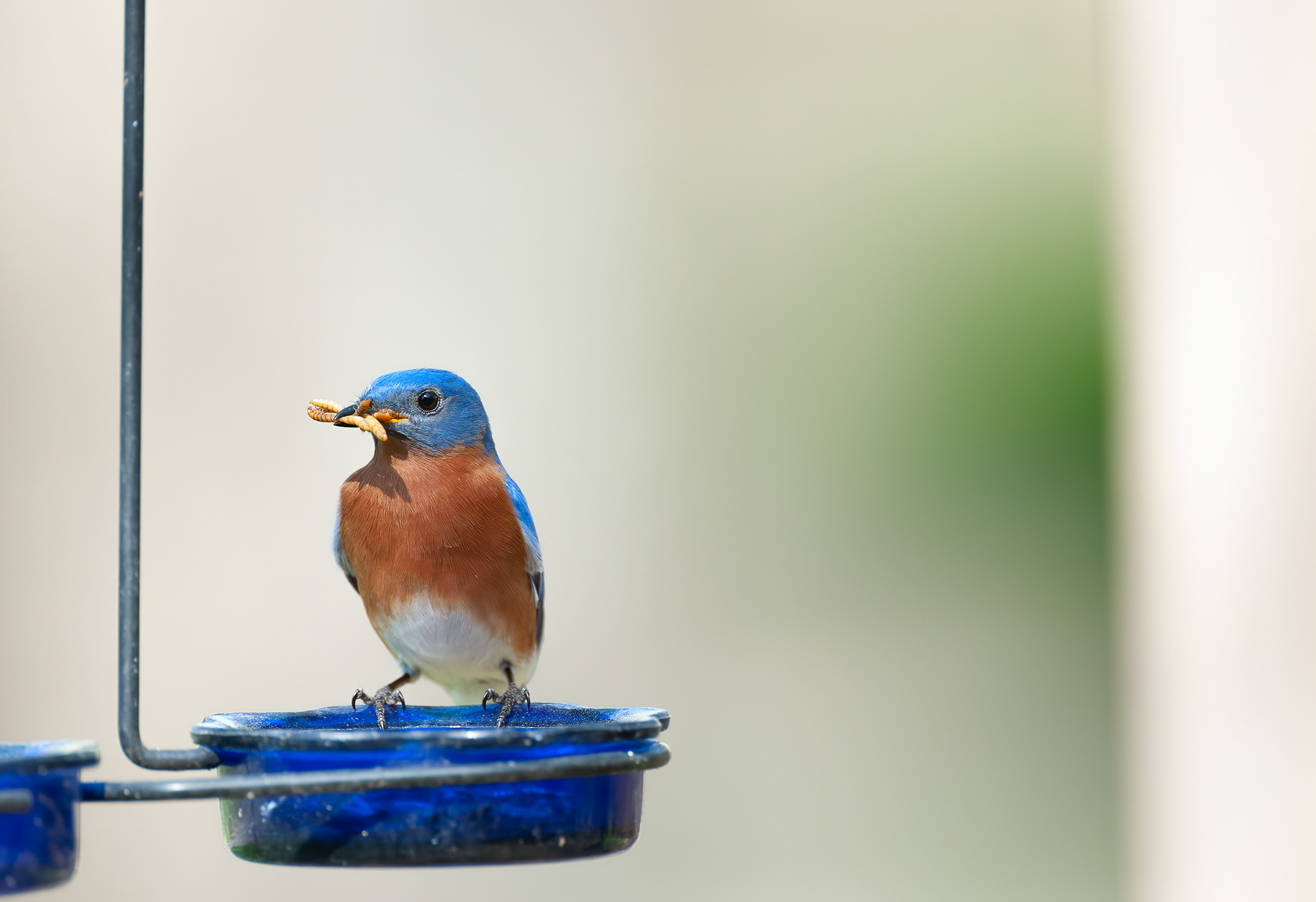 Eastern Bluebird - Male