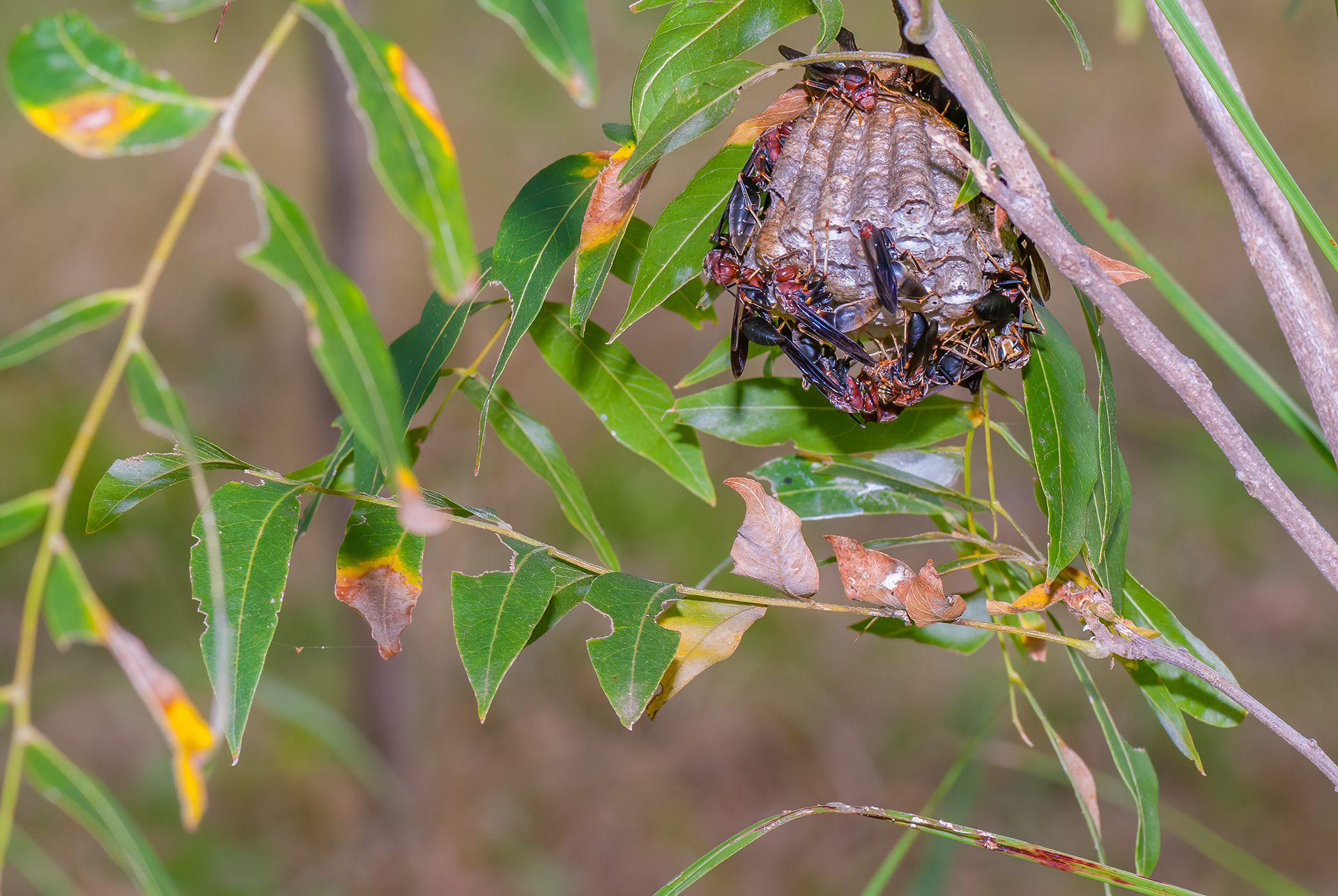 Paper Wasp (Polistes annularis)