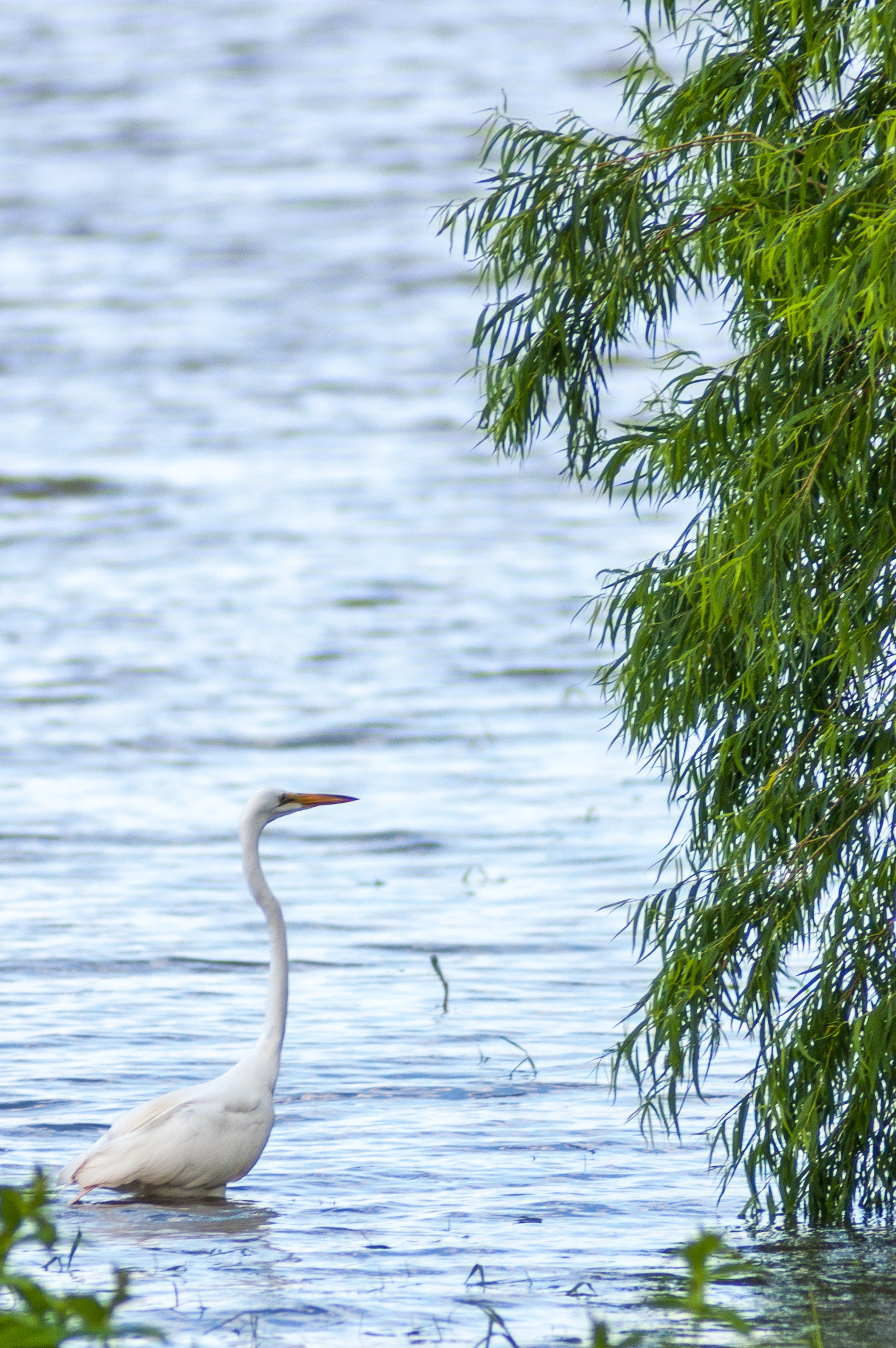 Great Egret (Ardea alba)