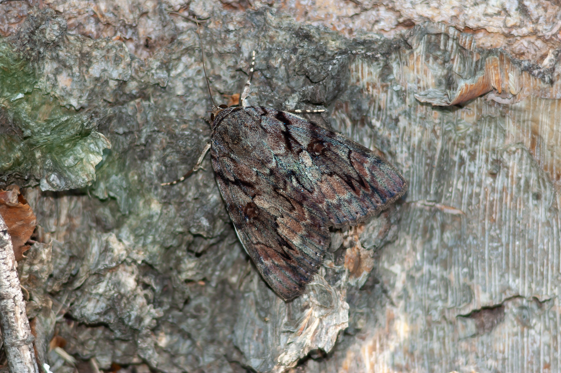 Winderful Underwing Moth
