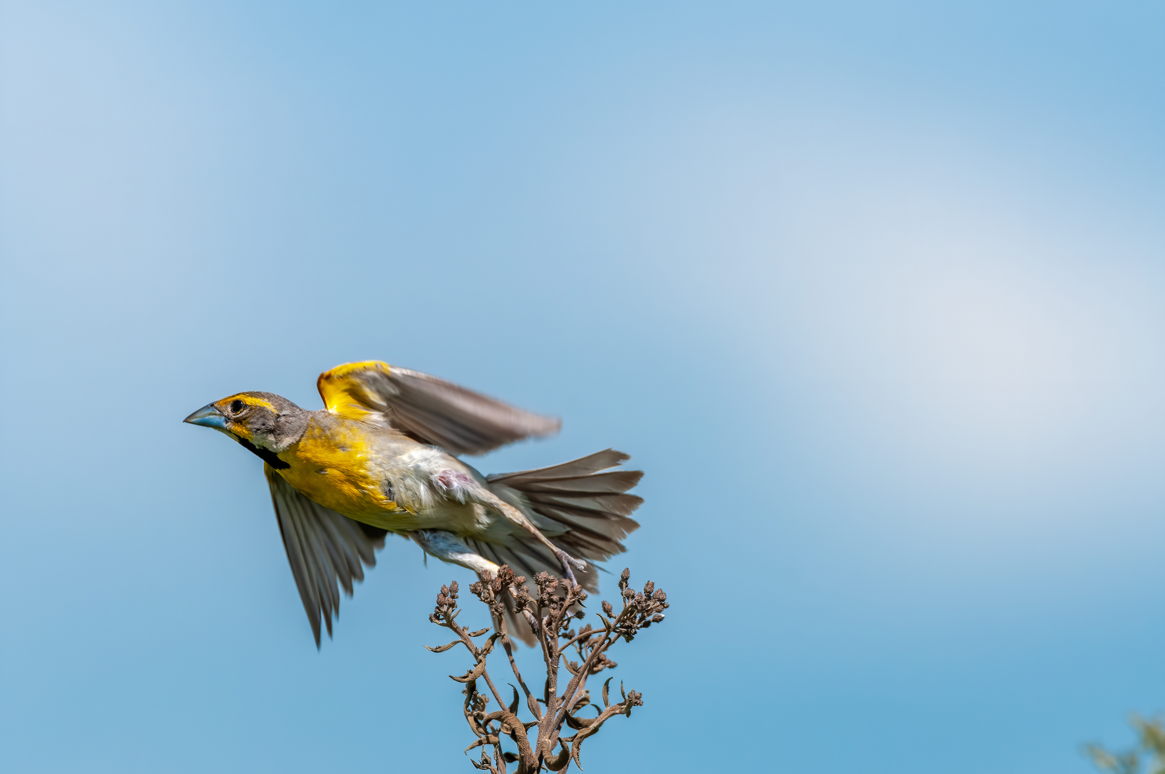 Dickcissel -Male