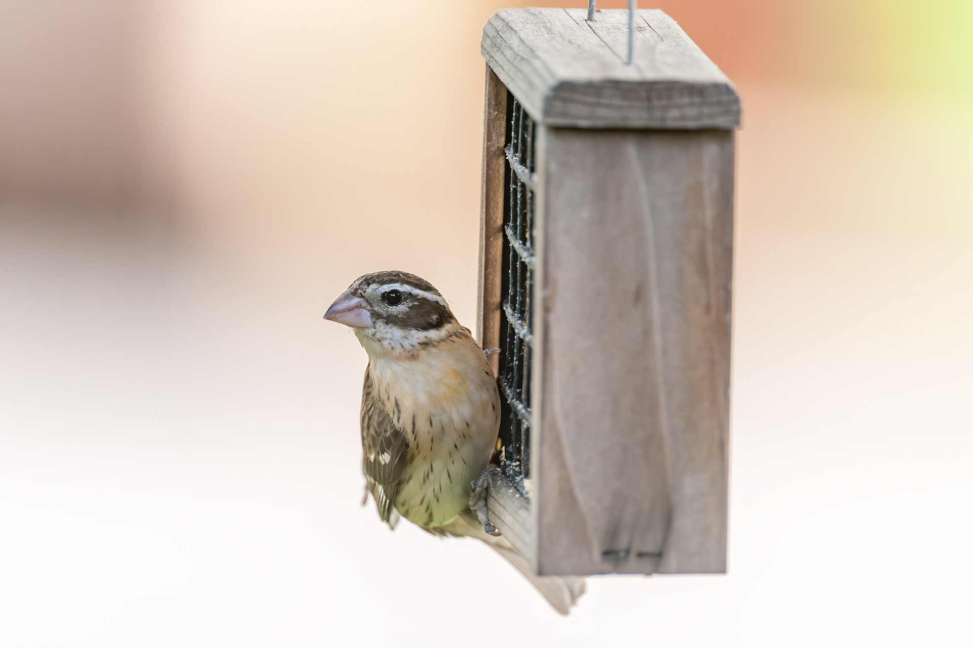 Rose-breasted Grosbeak - Female (Pheucticus ludovicianus)