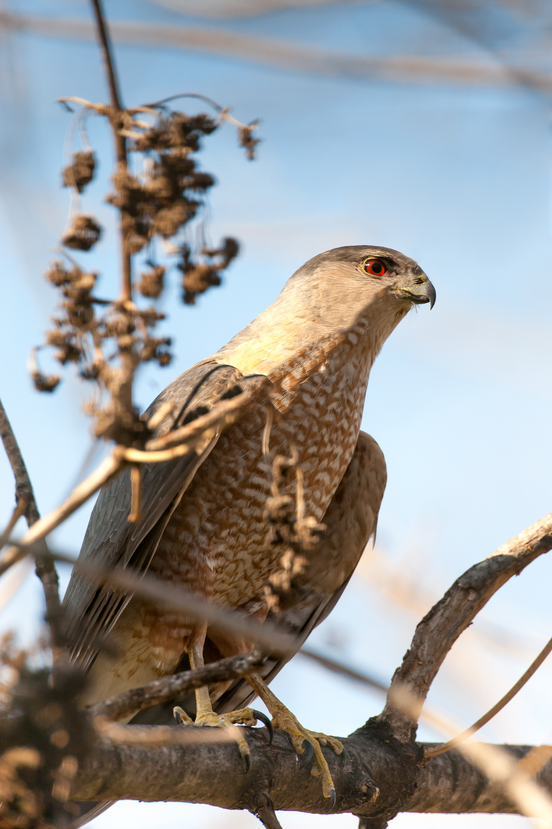 Wildeyes Images - Oklahoma Birds - Predators