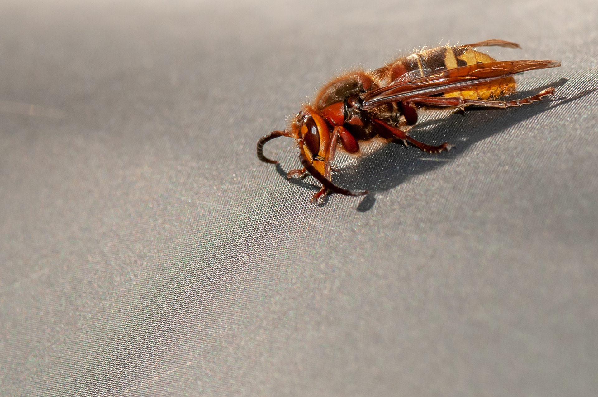 European Hornet (Vespa crabro)