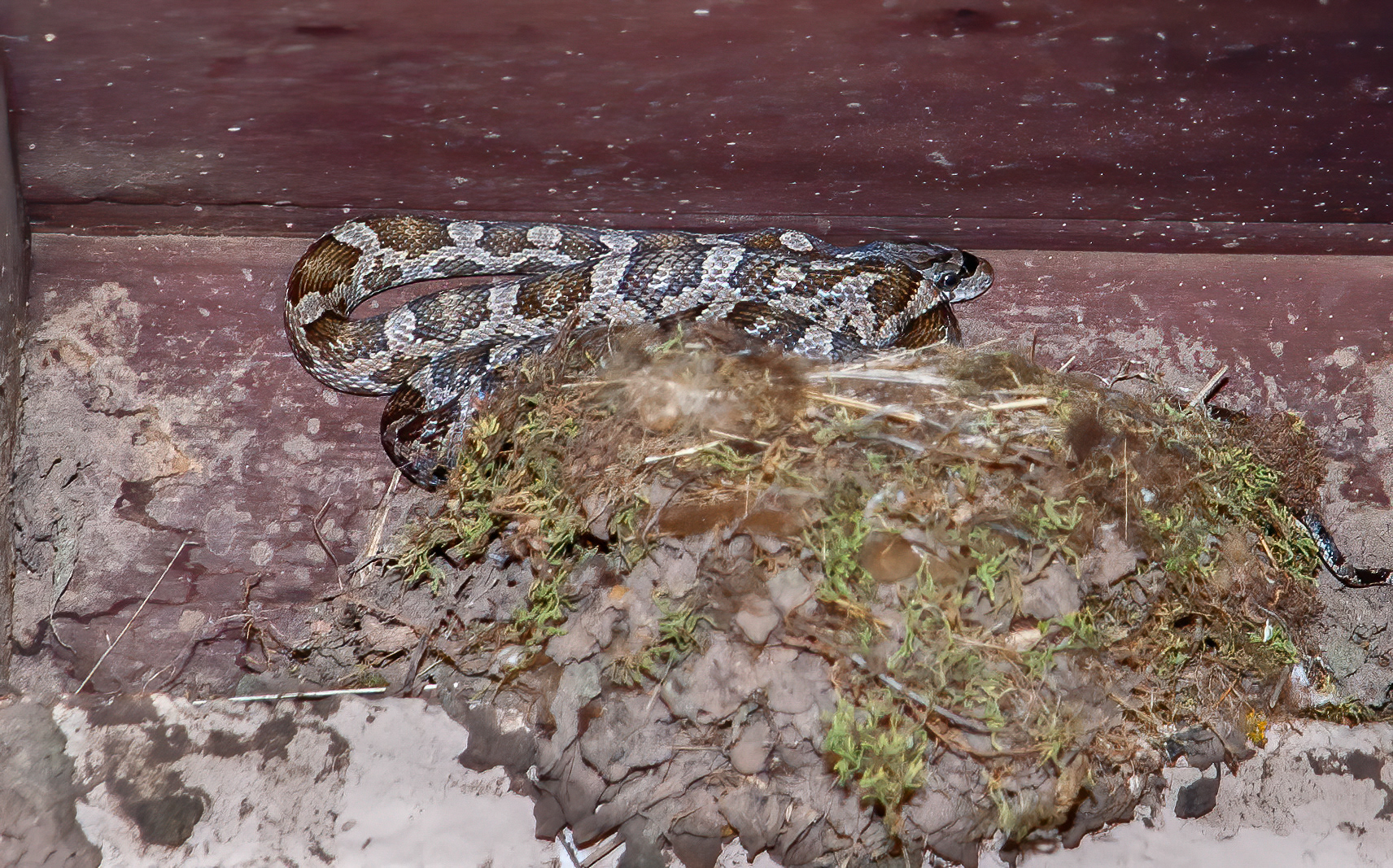 Great Plains Rat Snake (range-striped Ribbon Snake (Thamnophis proximus proximus))