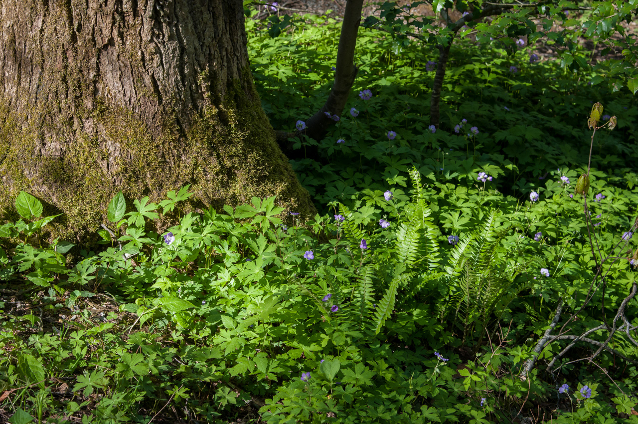 Lush Vegetation Great Smokey Mountains National Park
