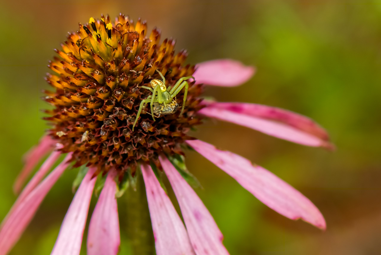 Crab Spider