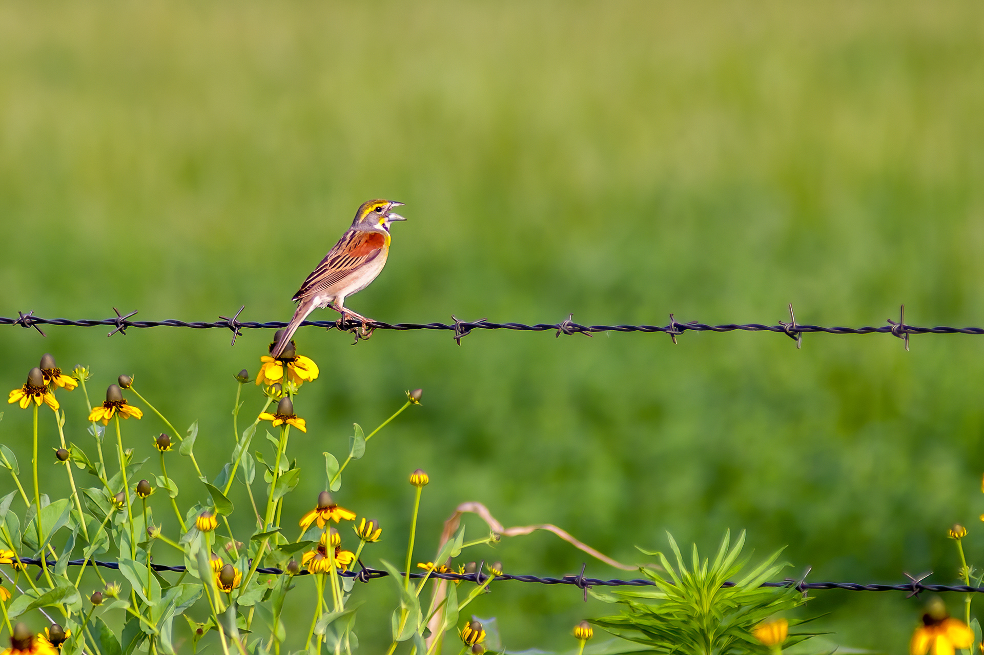 Dickcissel -Male