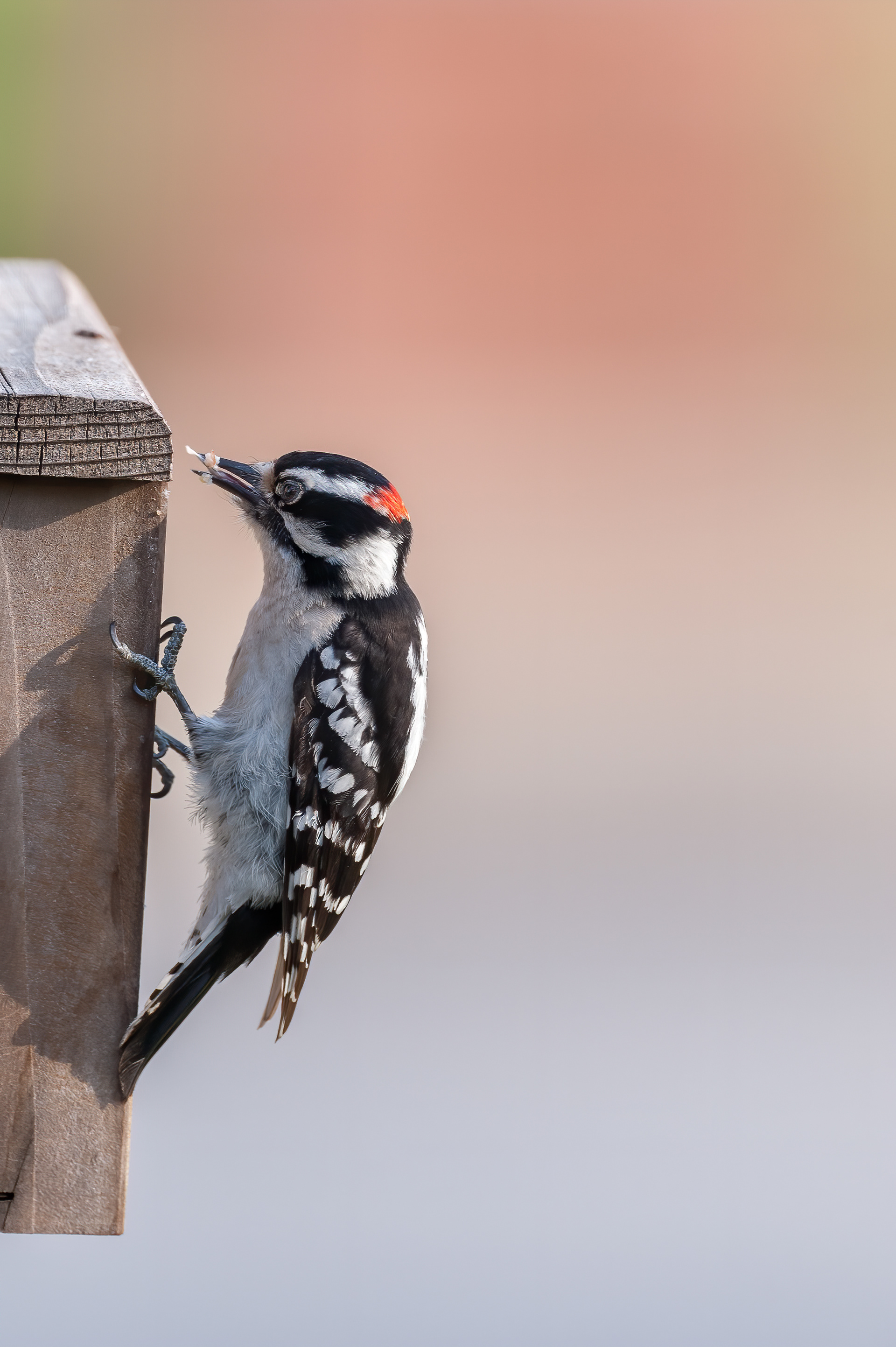 Downy WoDowny Woodpecker - Maleodpecker - Make