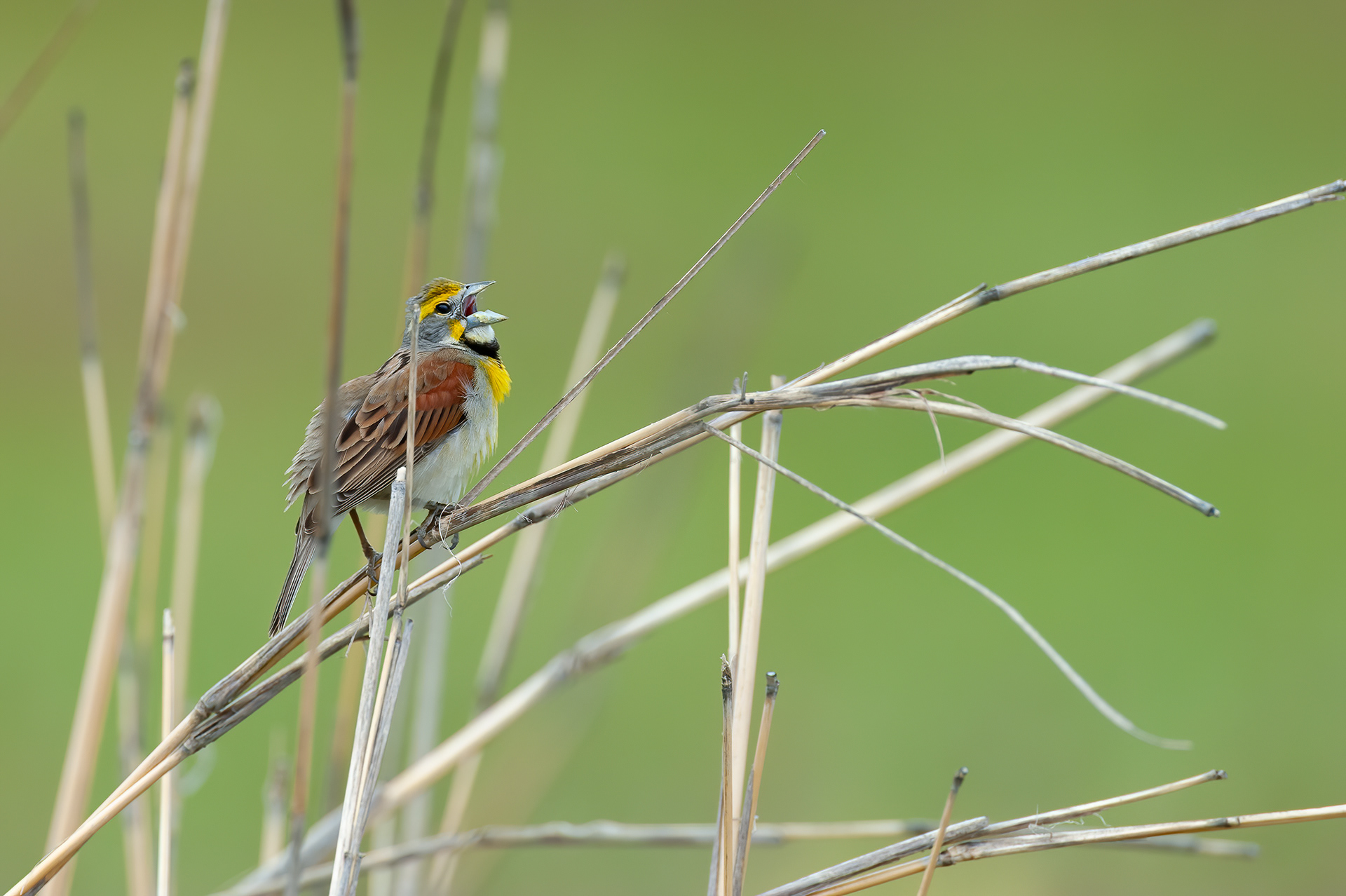 Dickcissel -Male