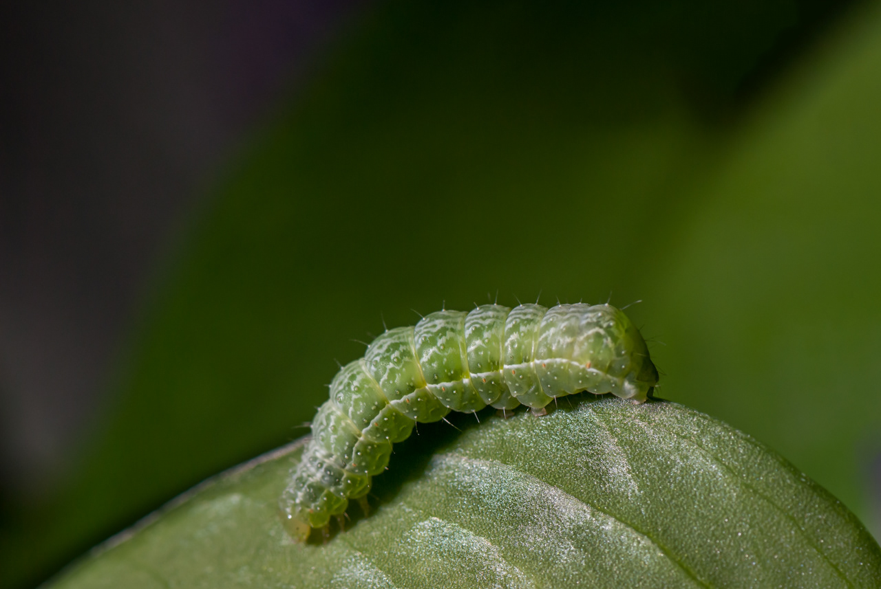 Tissue Moth Caterpillar