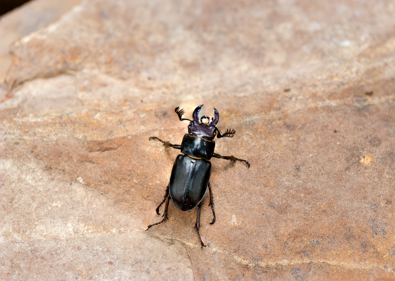 American Stag Beetled