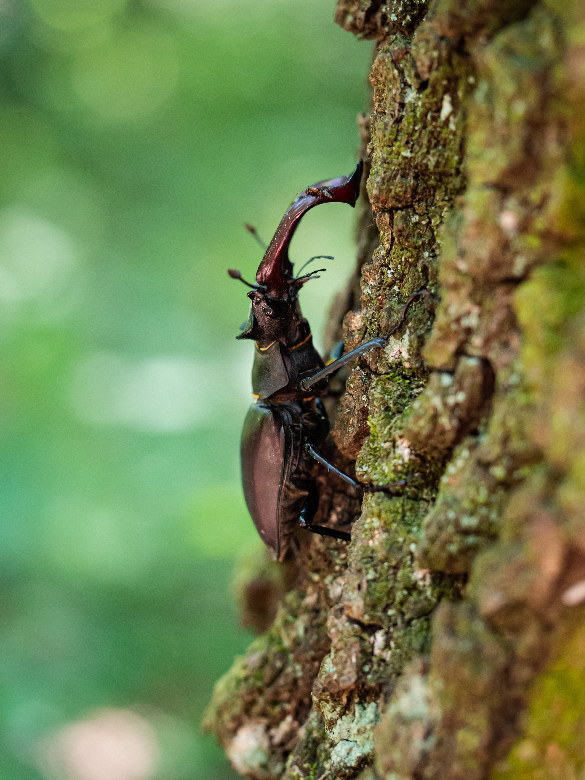 Lucanus cervus
