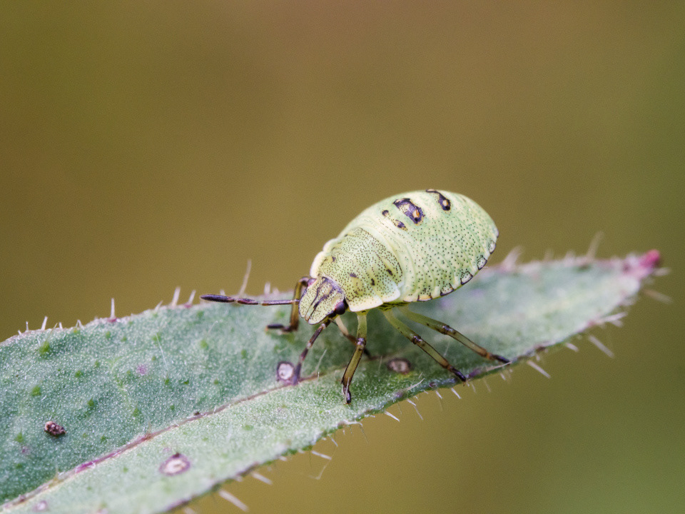 Green shieldbug nymph