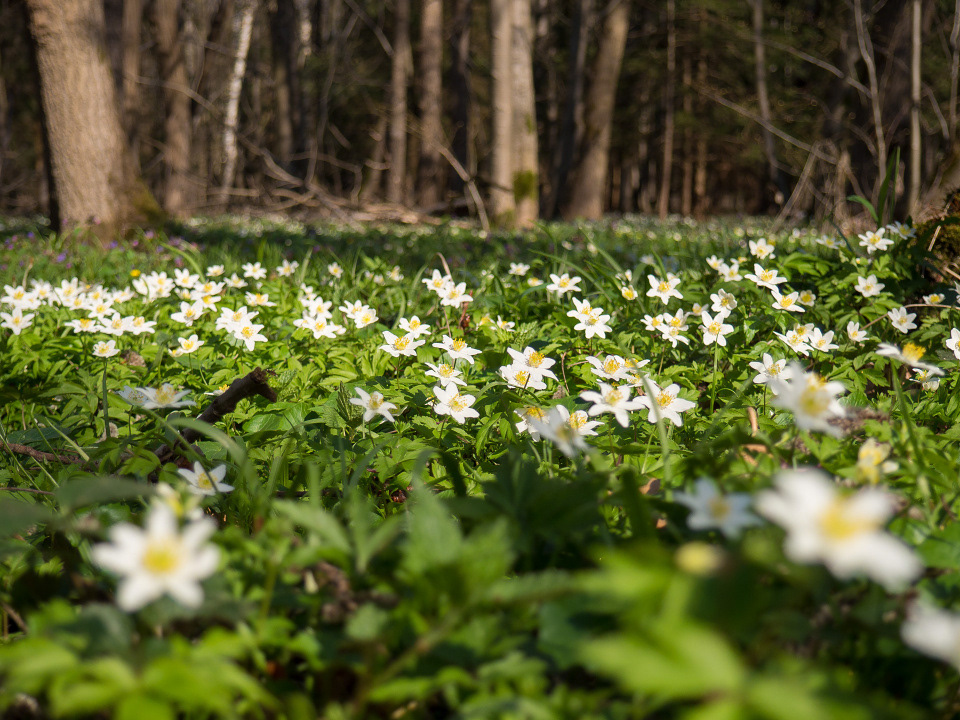 Spring forest in Litovelske pomoravi with blooming Anemone nemorosa flowers