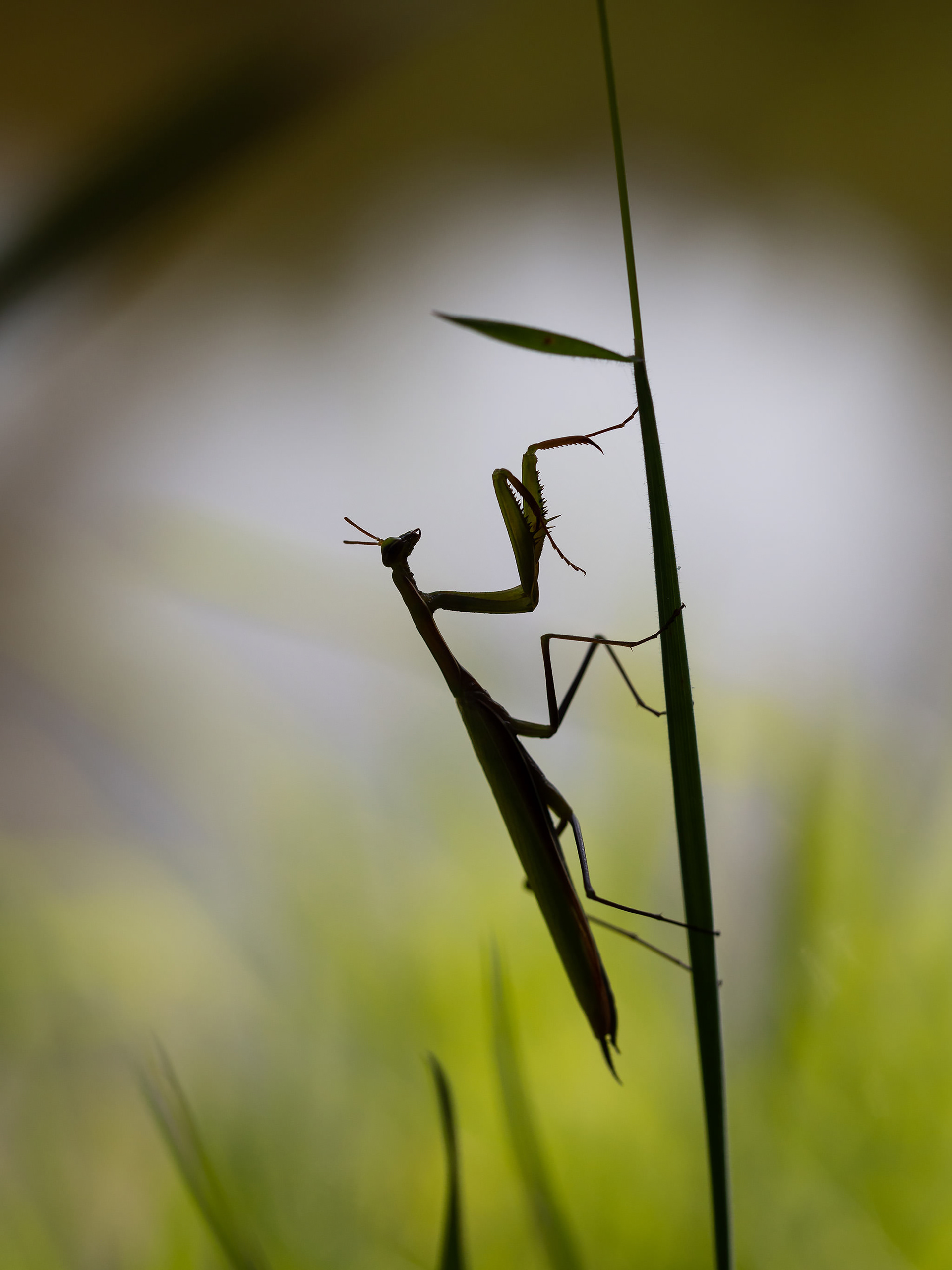 Praying mantis