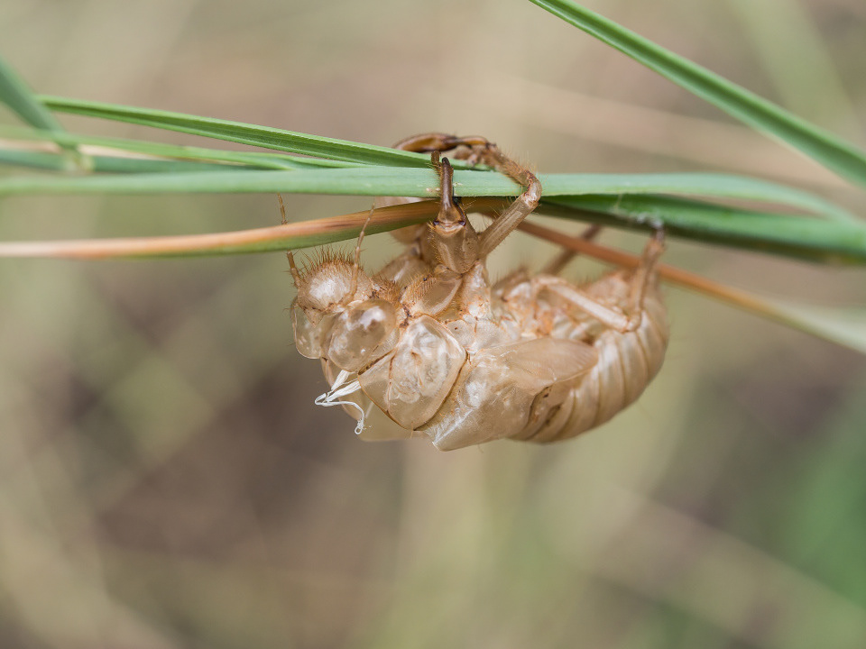 Molted cicada exoskeleton