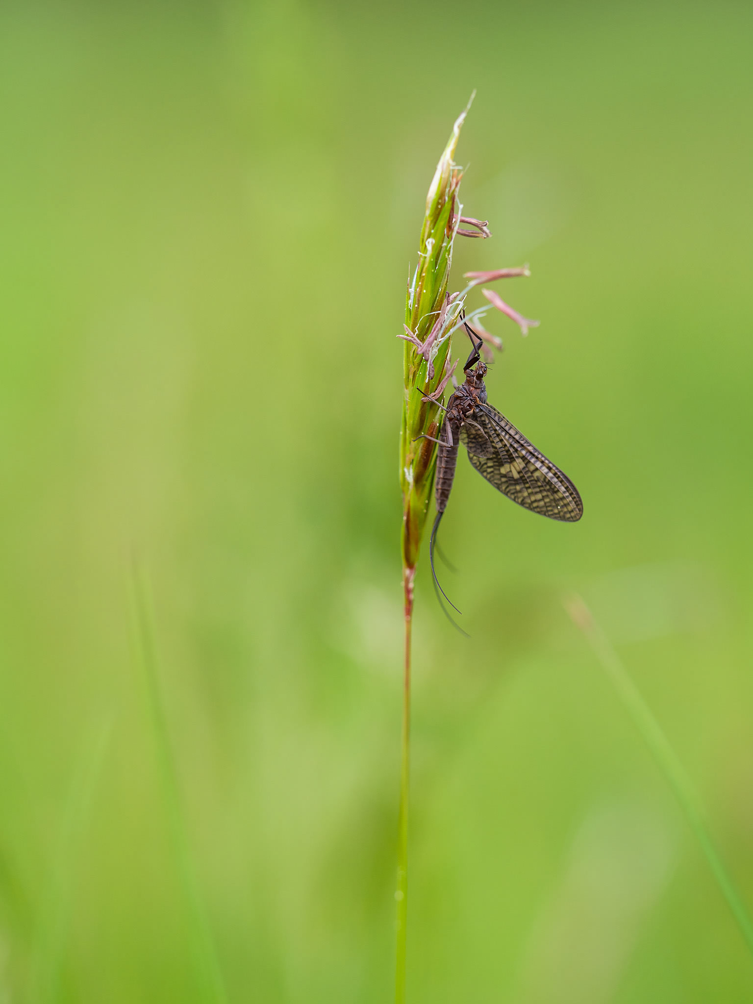 Mayfly