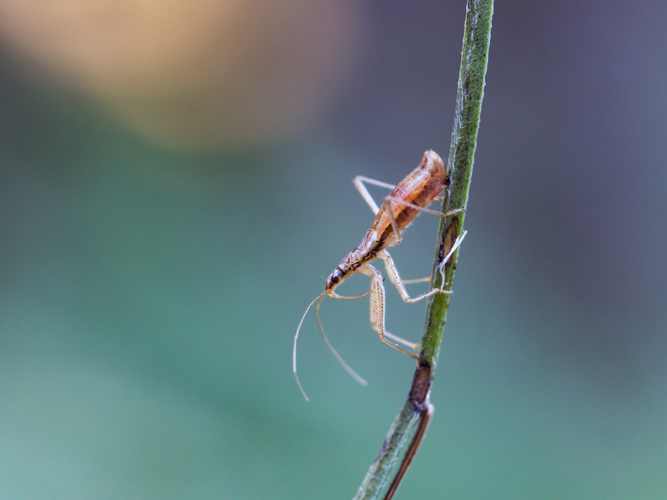 Damsel bug