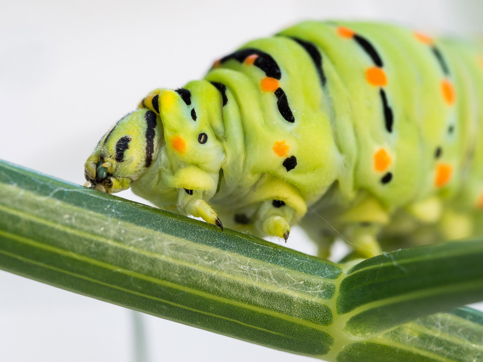 Old World swallowtail's caterpillar