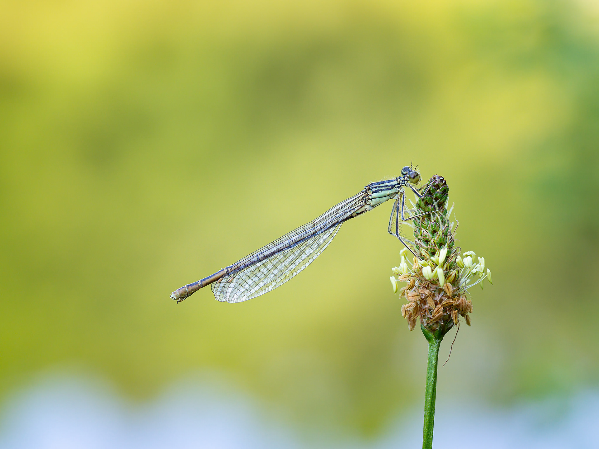 White legged damselfy (Platycnemis pennipes)