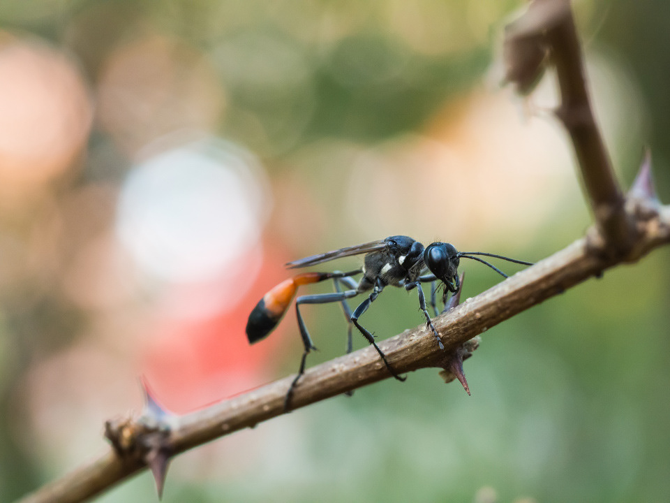 Red-banded sand wasp (Ammophila Sabulosa)