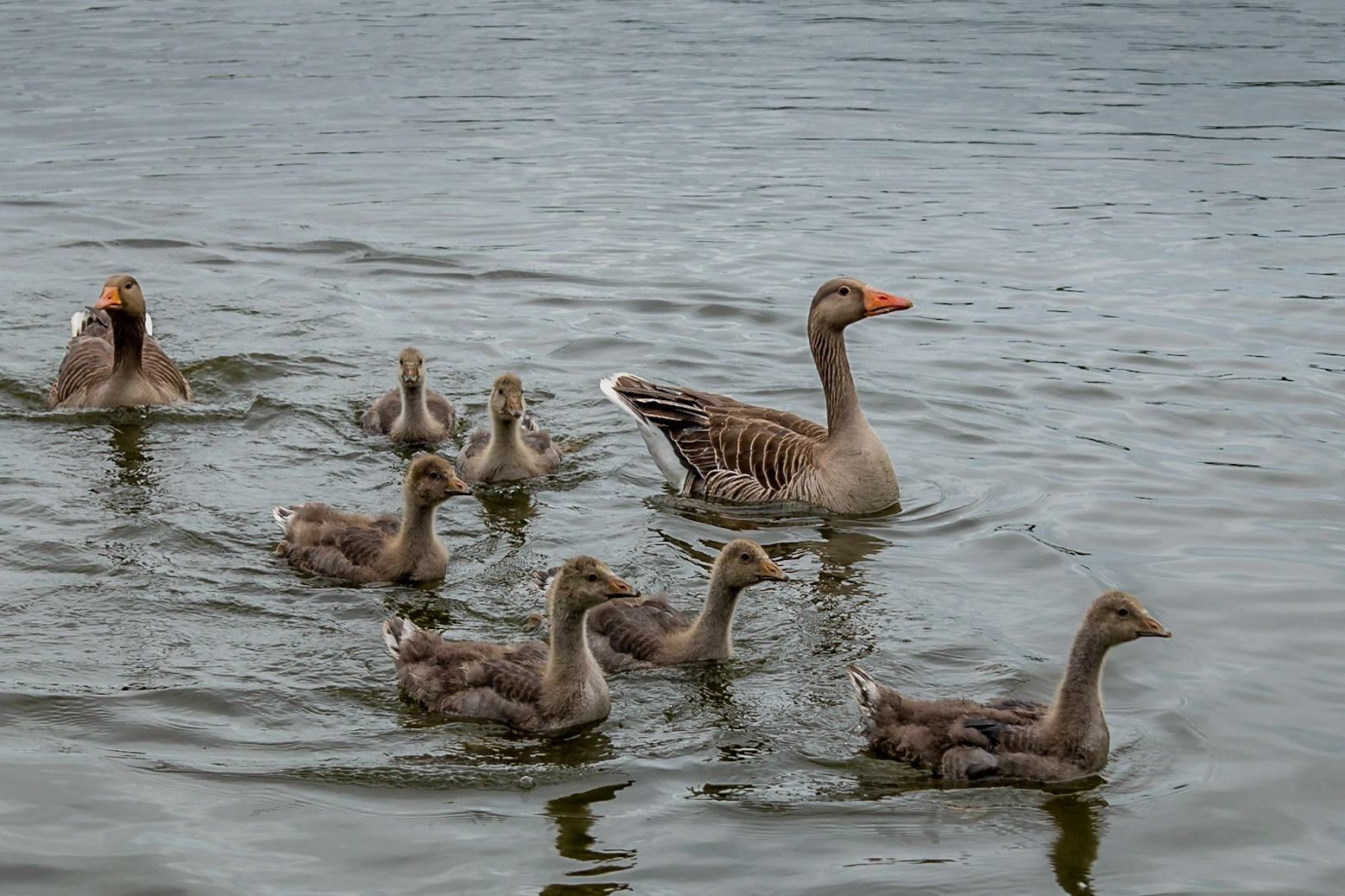 Family of Grey Geese on Malthouse broad (Ranworth Staithe)