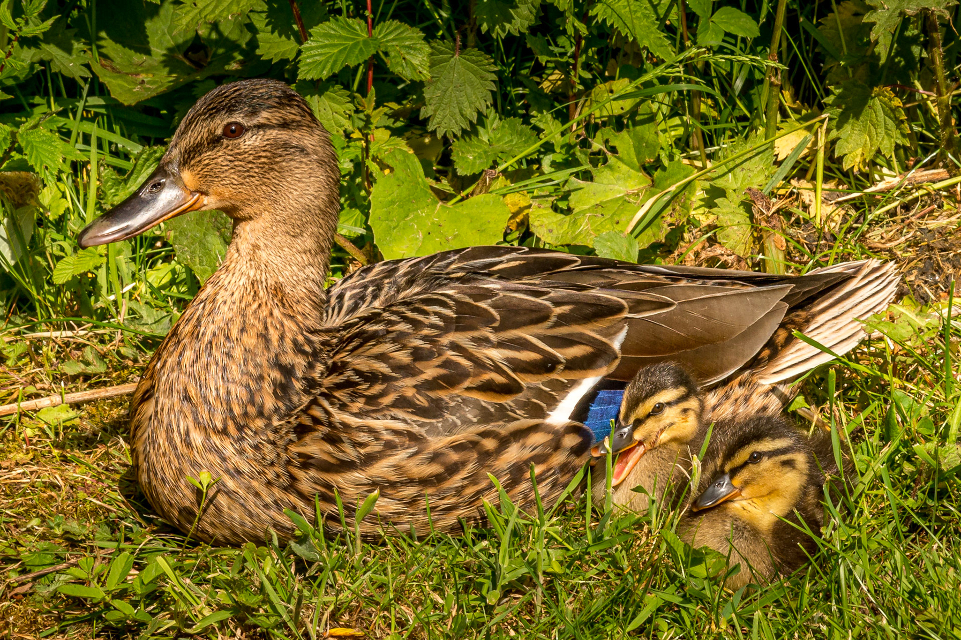 Ducklings at Froghall Wharf