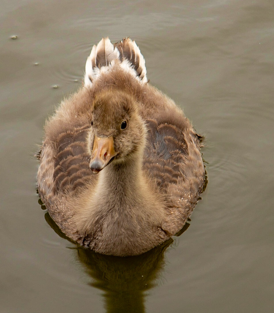 "Oi what you looking at!"