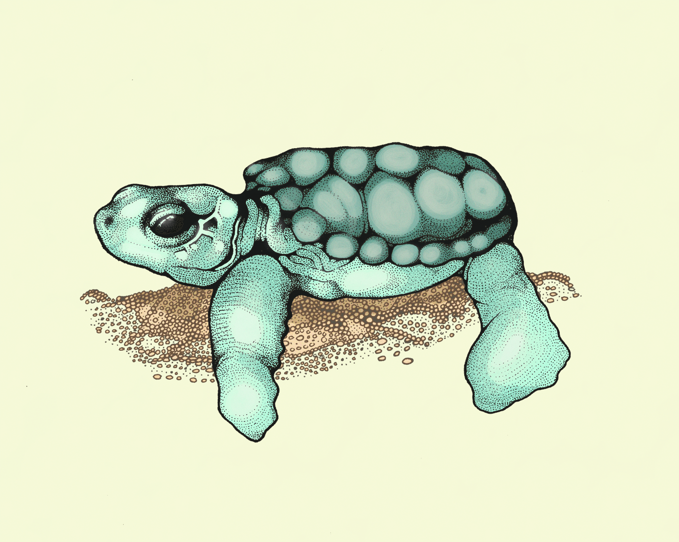 "Sea Turtle Hatchling"