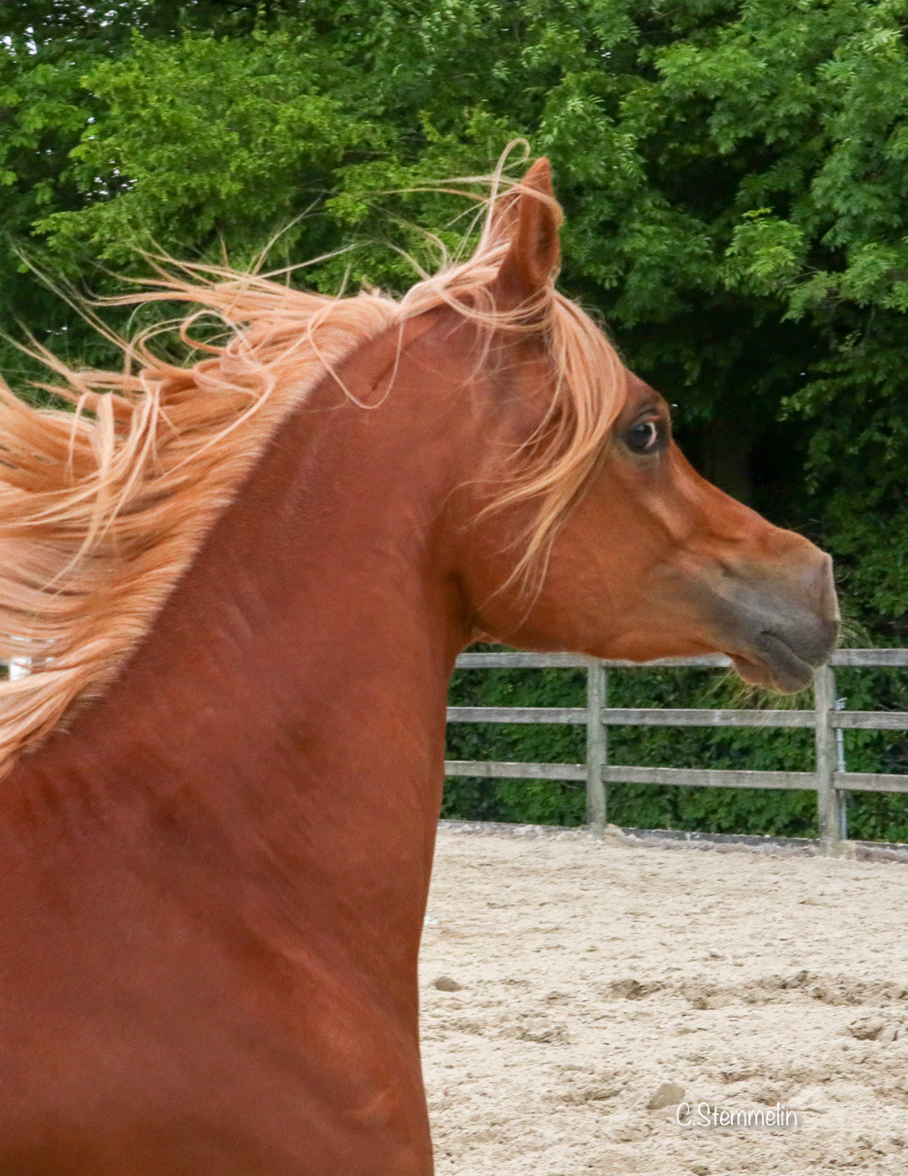 Sire: Kanz Al Nasser / Dam: Shah Malaka. Born 06/2015