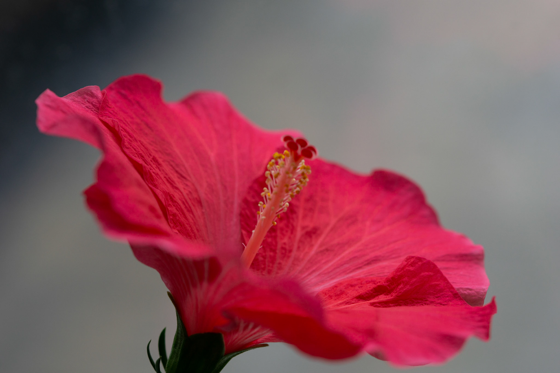 Fleur superbe !